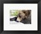 Framed Art Grizzly Bear Lying with His Head Down Wall Decor 18x24 Artwork